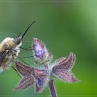 Wollschweber (Bombyliidae)