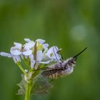 Wollschweber (Bombyliidae) (1 von 6)-Bearbeitet