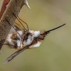 Wollschweber (Bombyliidae)