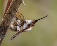 Wollschweber (Bombyliidae)