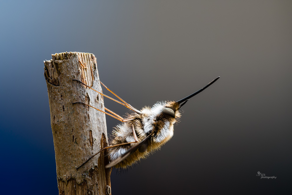 Wollschweber (Bombyliidae)