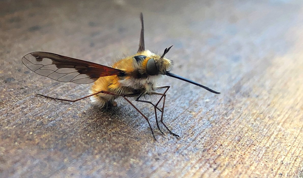 Wollschweber (Bombyliidae)