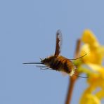 Wollschweber (Bombyliidae)