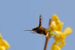 Wollschweber (Bombyliidae)