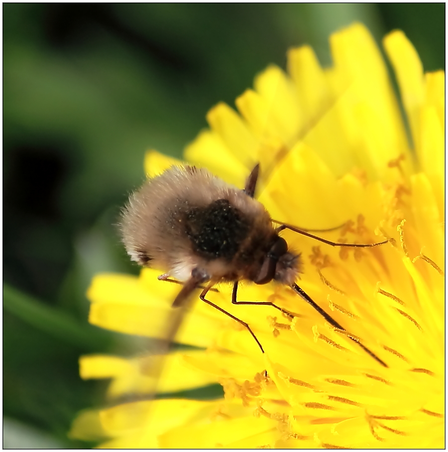 Wollschweber Bombyliidae