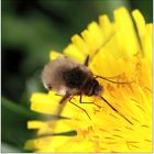 Wollschweber Bombyliidae