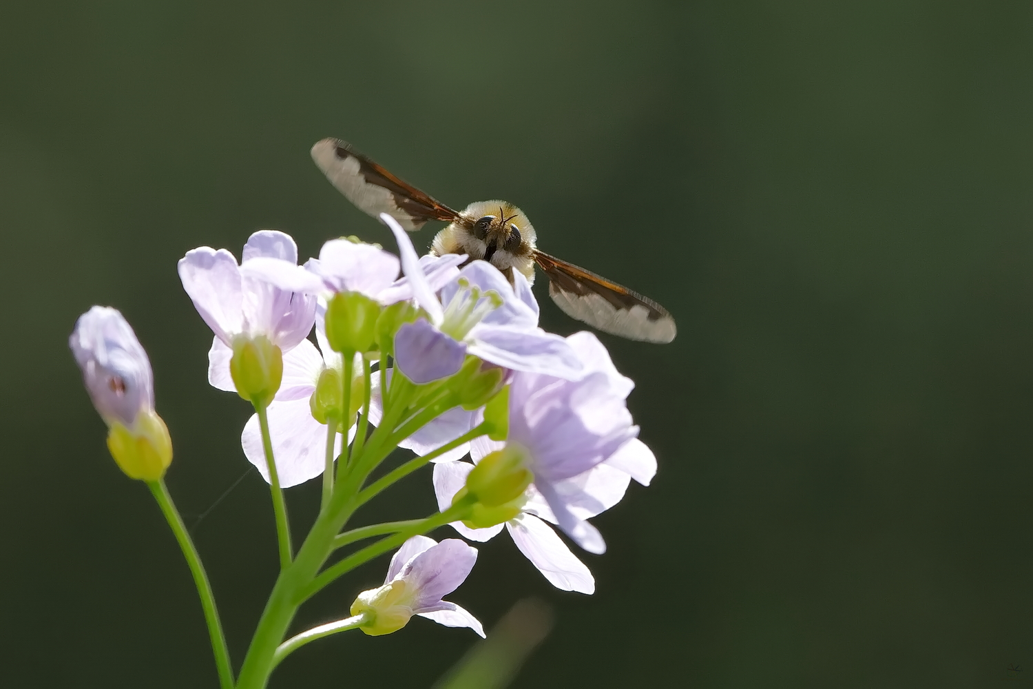 Wollschweber (Bombyliidae)