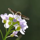 Wollschweber (Bombyliidae)