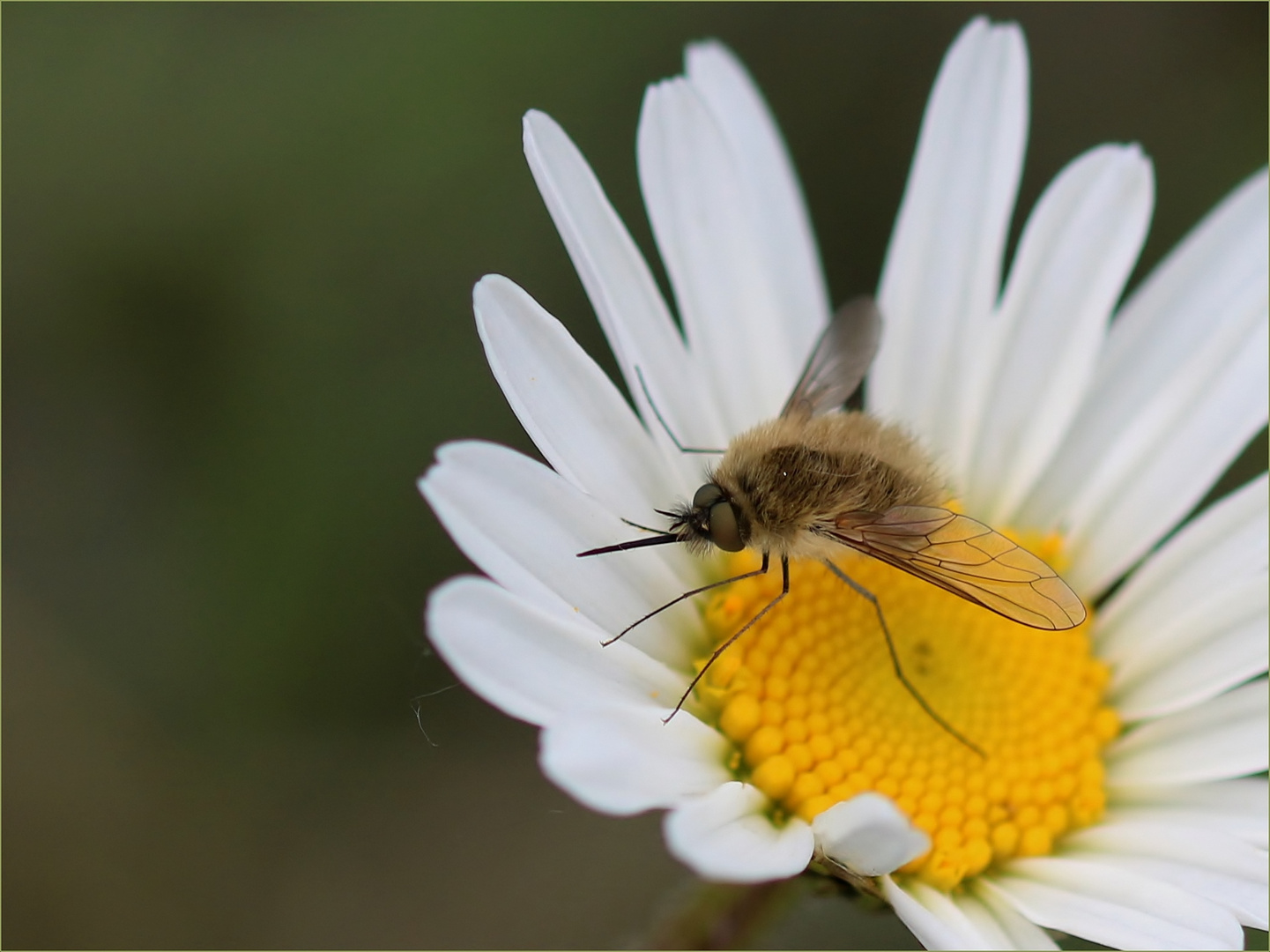 Wollschweber (Bombyliidae) auf der Blütenschaukel.