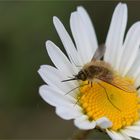 Wollschweber (Bombyliidae) auf der Blütenschaukel.