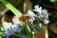 Wollschweber (Bombyliidae)