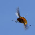 Wollschweber (Bombyliidae) (II)