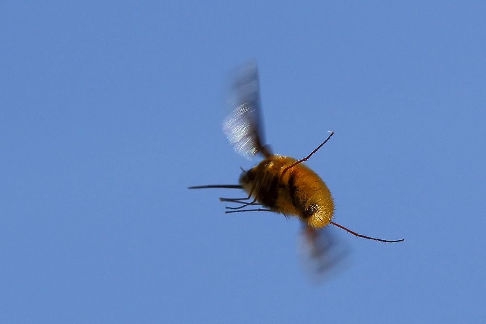 Wollschweber (Bombyliidae) (II)