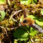 Wollschweber (Bombyliidae) (IV)