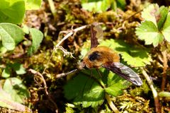 Wollschweber (Bombyliidae) (IV)