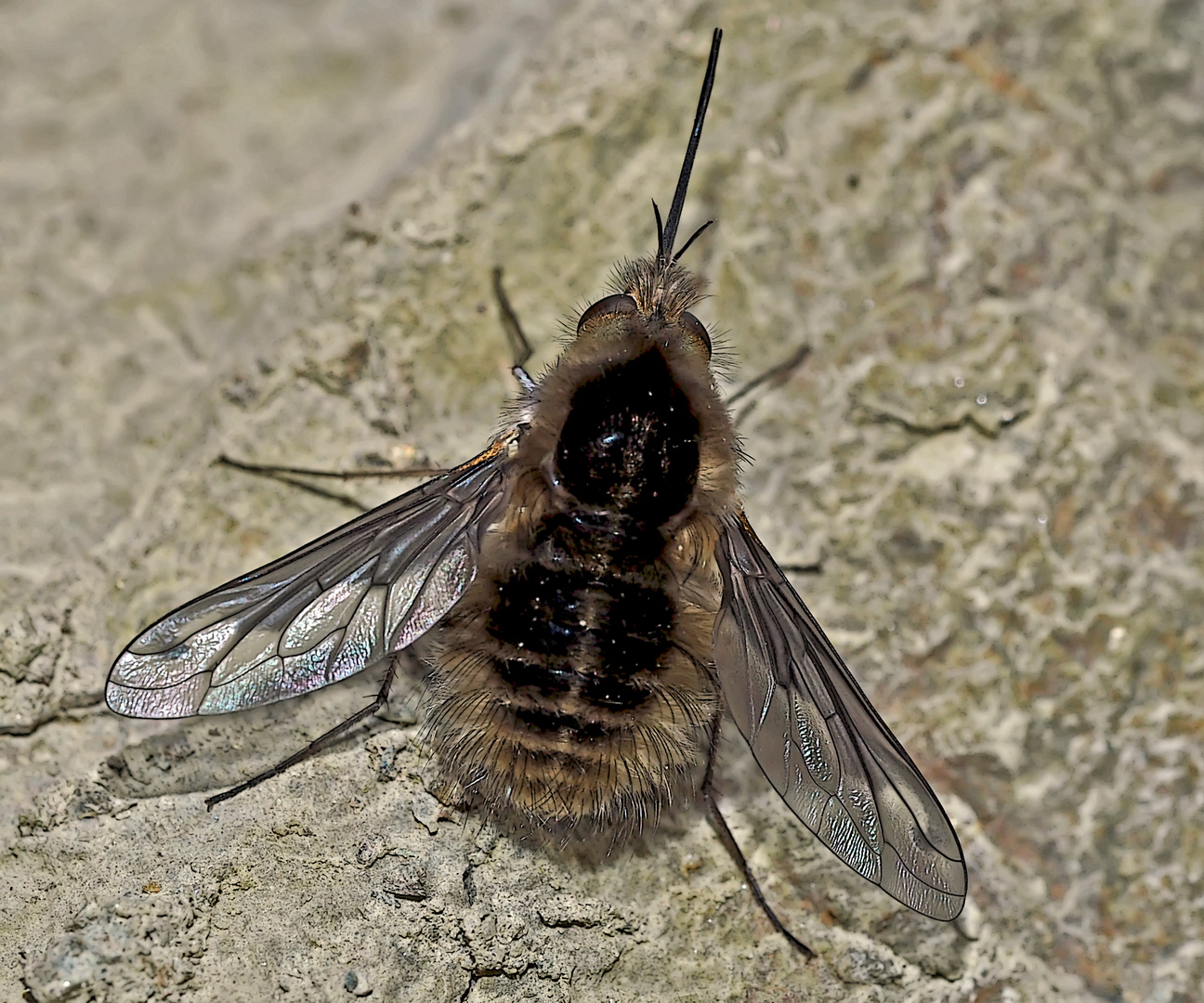 Wollschweber (Bombyliidae)  - Le Bombyle, en genre de mouche.