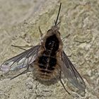 Wollschweber (Bombyliidae)  - Le Bombyle, en genre de mouche.