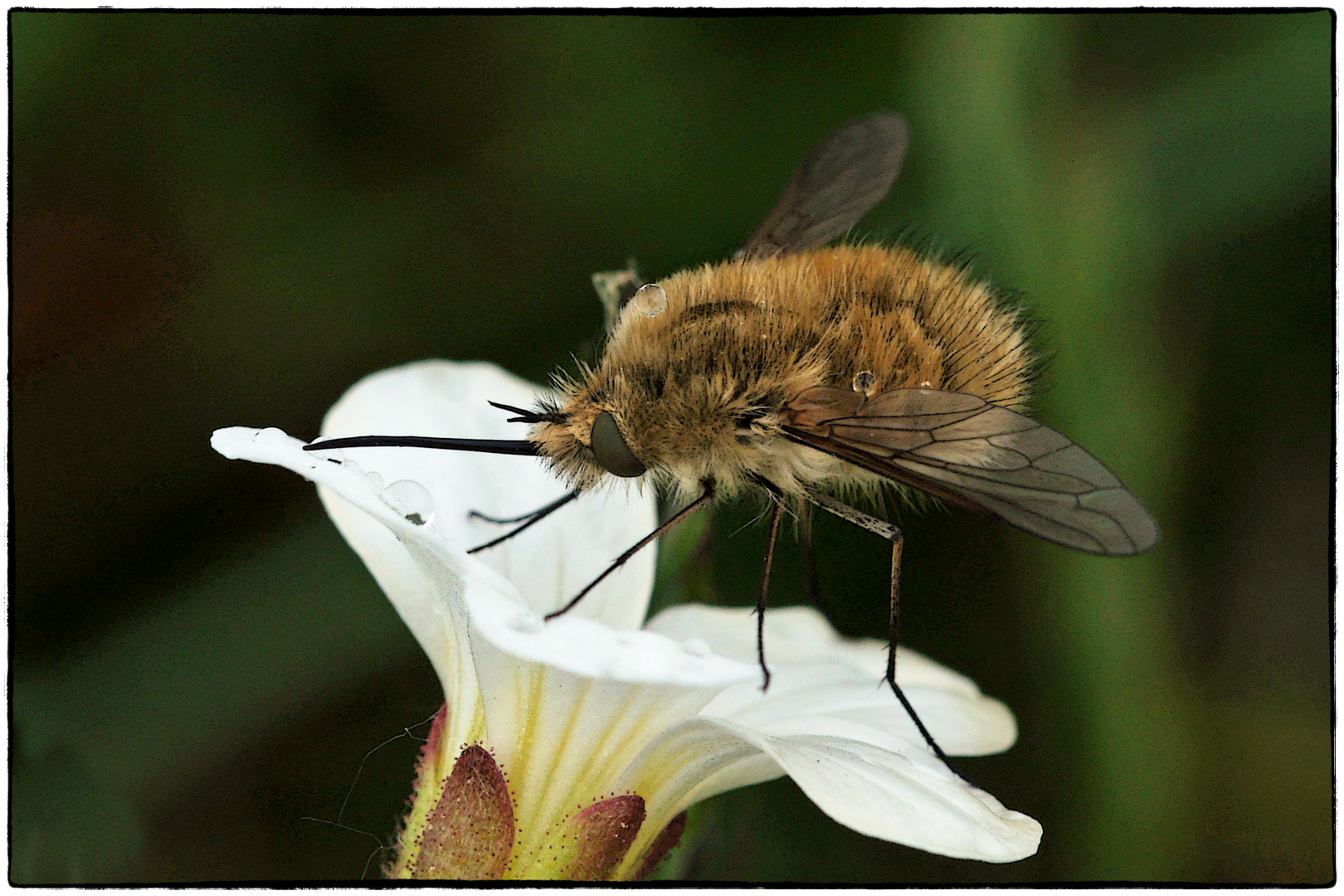 Wollschweber (Bombylius)  