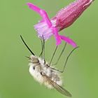 Wollschweber (Bombylius discolor)