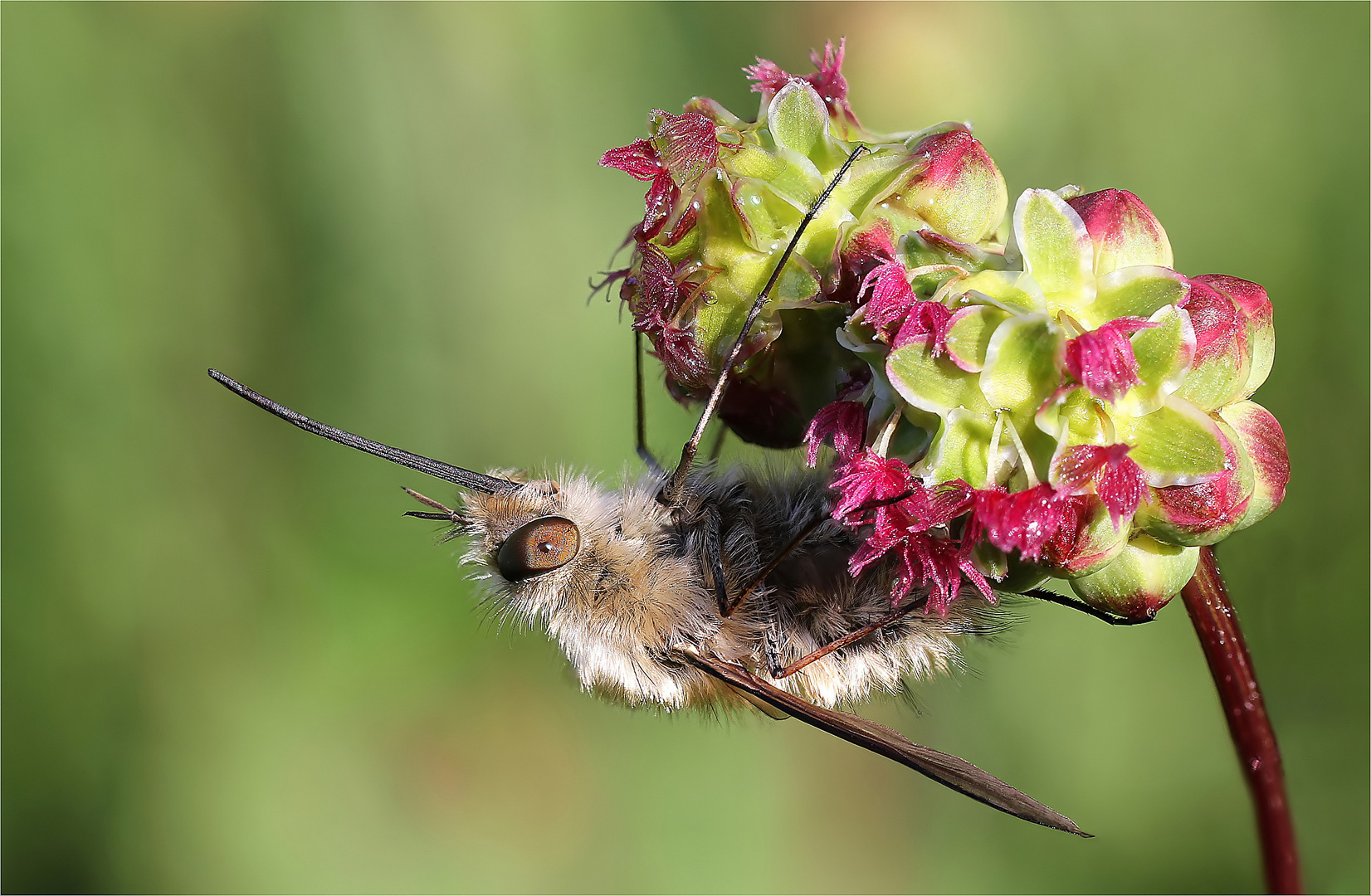 Wollschweber (Bombylius major)