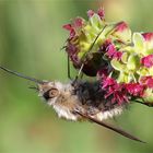 Wollschweber (Bombylius major)