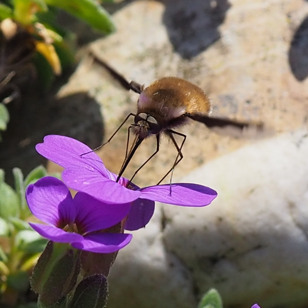 Wollschweber (Bombylius major)