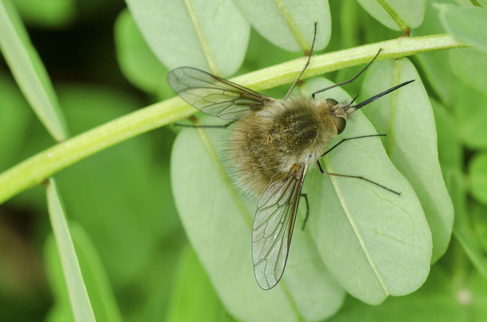 Wollschweber (Bombylius major)