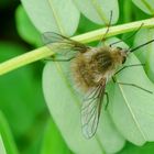 Wollschweber (Bombylius major)