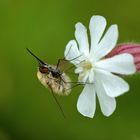 Wollschweber - Bombylius major  & Weiße Lichtnelke - Silene alb