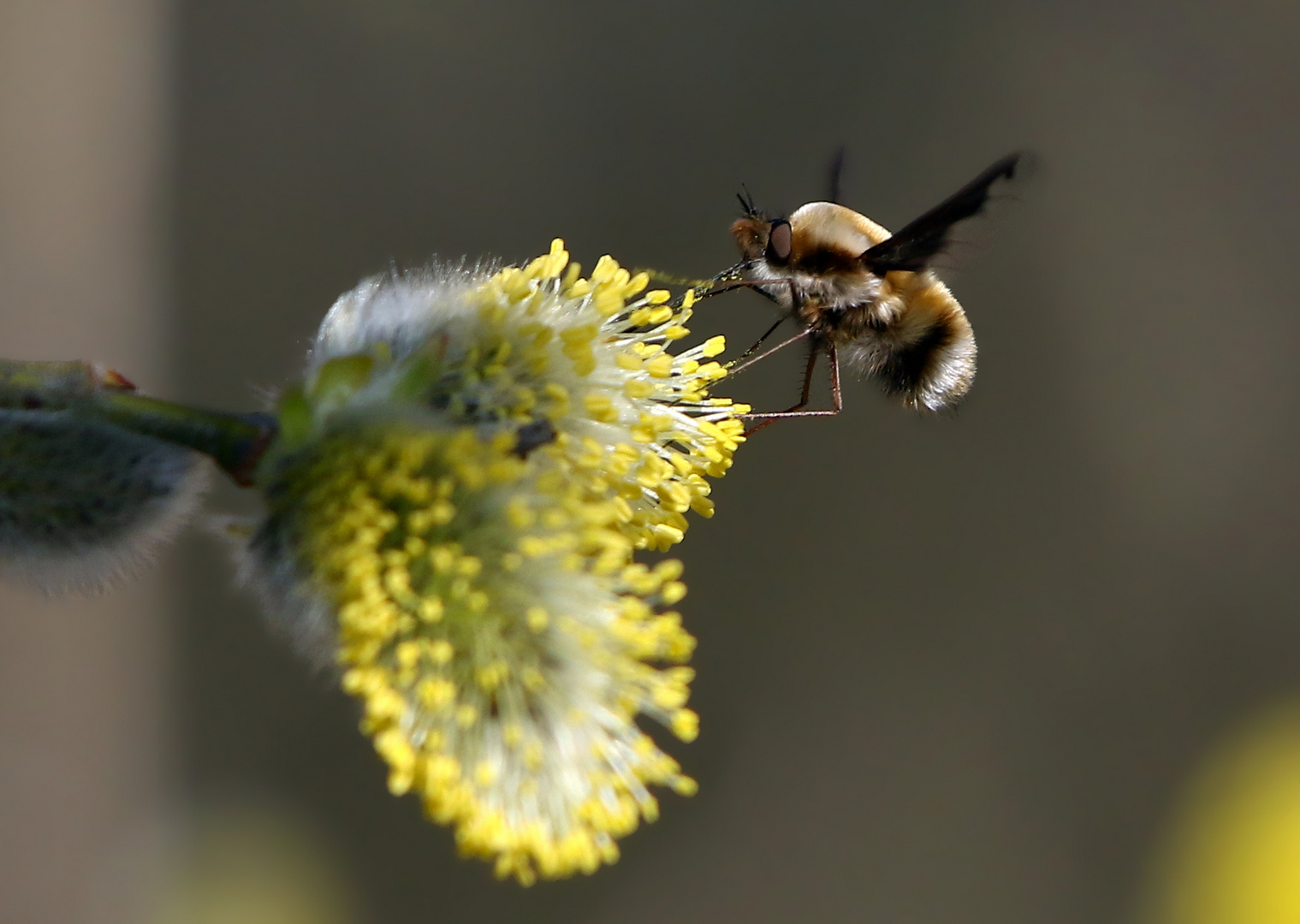 Wollschweber - Bombylius medius - auch Hummelfliege genannt