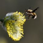 Wollschweber - Bombylius medius - auch Hummelfliege genannt