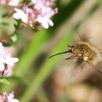 Wollschweber fliegend Eguilles 20120417 (Zweitbearbeitung)