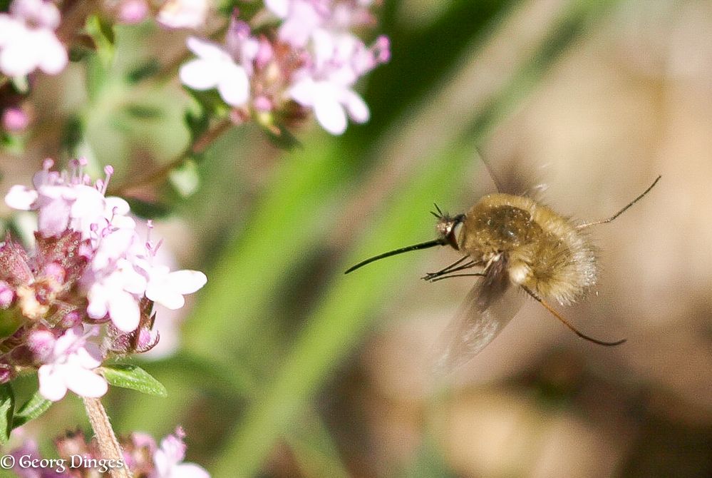 Wollschweber fliegend Eguilles 20120417 (Zweitbearbeitung)