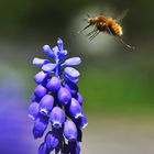 Wollschweber im Anflug auf eine Traubenhyazinthe