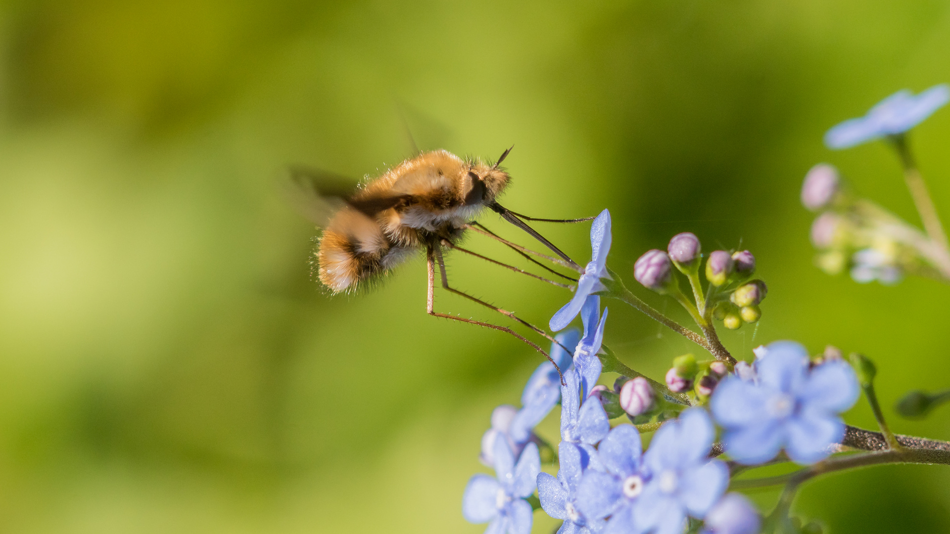 Wollschweber im Flug