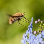 Wollschweber im Flug