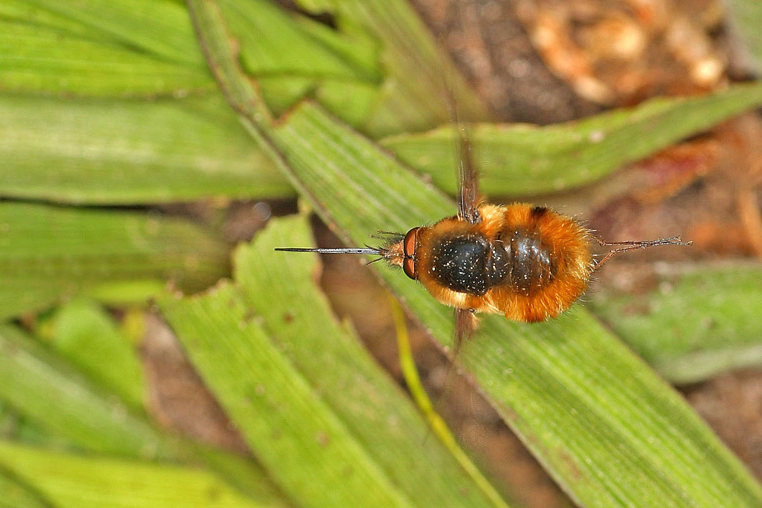 Wollschweber im Flug