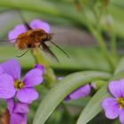 Wollschweber im Flug erwischt