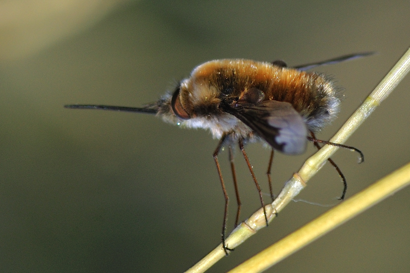 Wollschweber im Garten