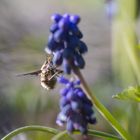 Wollschweber in Bokeh I