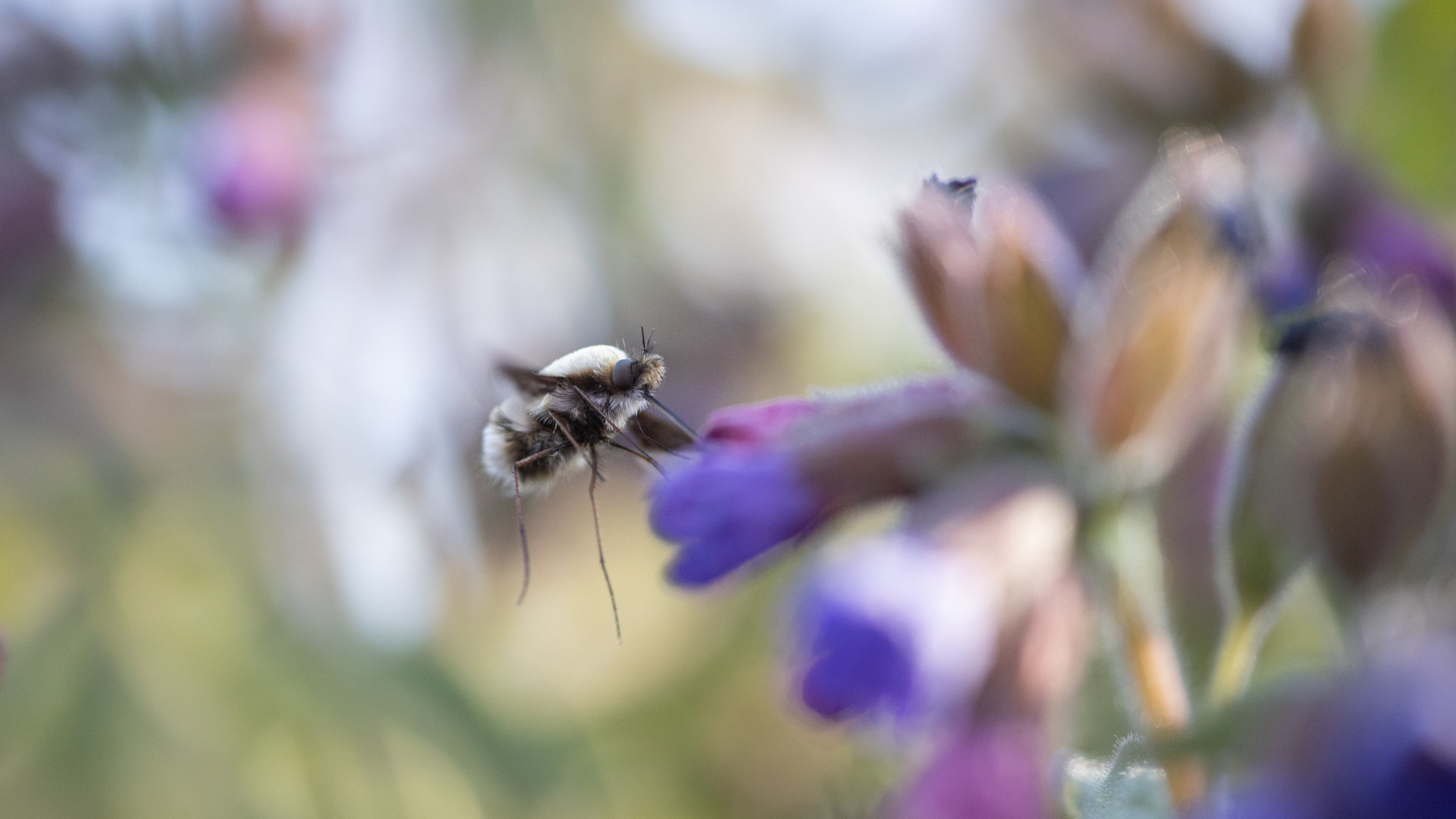 Wollschweber in Bokeh II