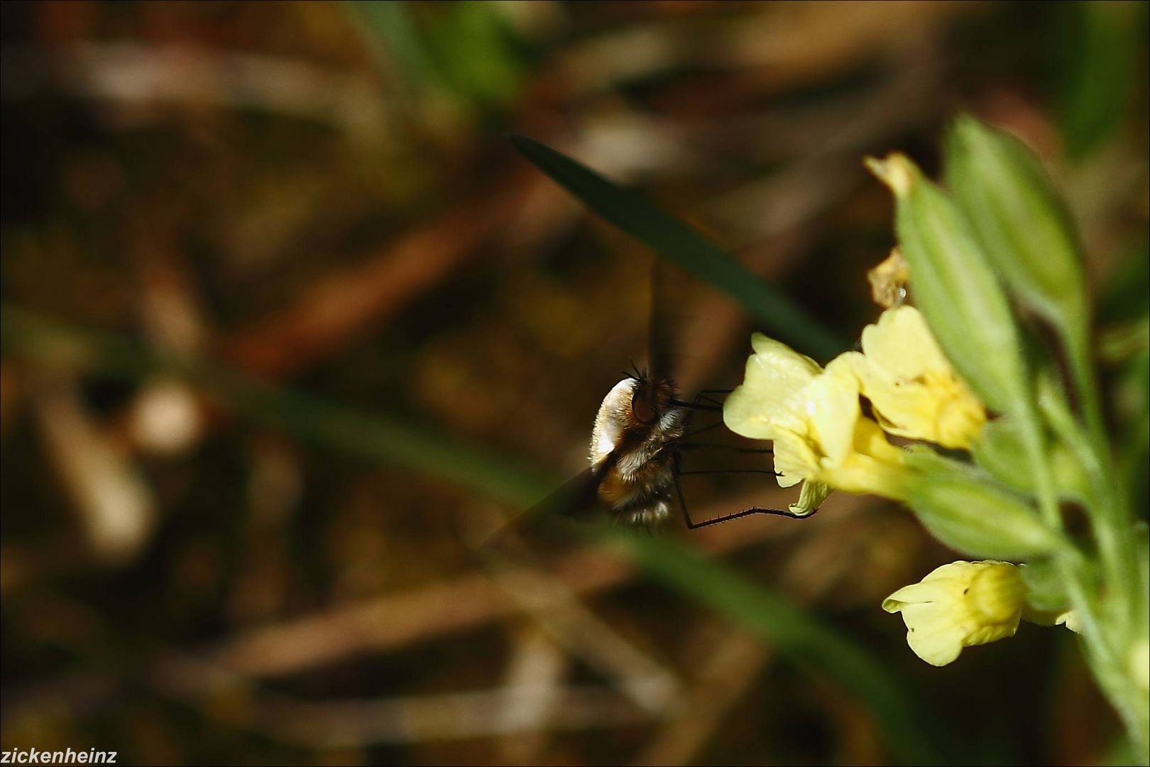 Wollschweber und Schlüsselblume