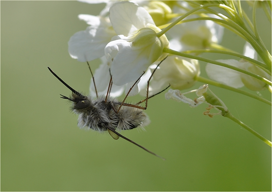 Wollschwebfliege (Bombylius maior)