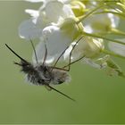 Wollschwebfliege (Bombylius maior)