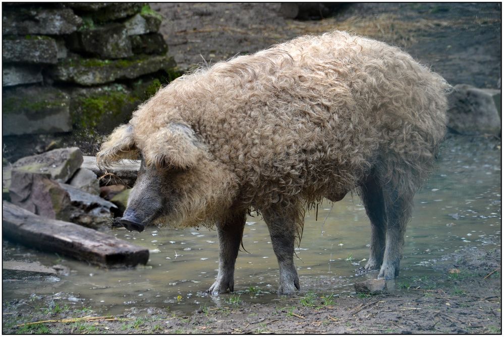 Wollschwein