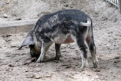 Wollschwein