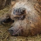 Wollschwein im Schlaf "Faule Sau"