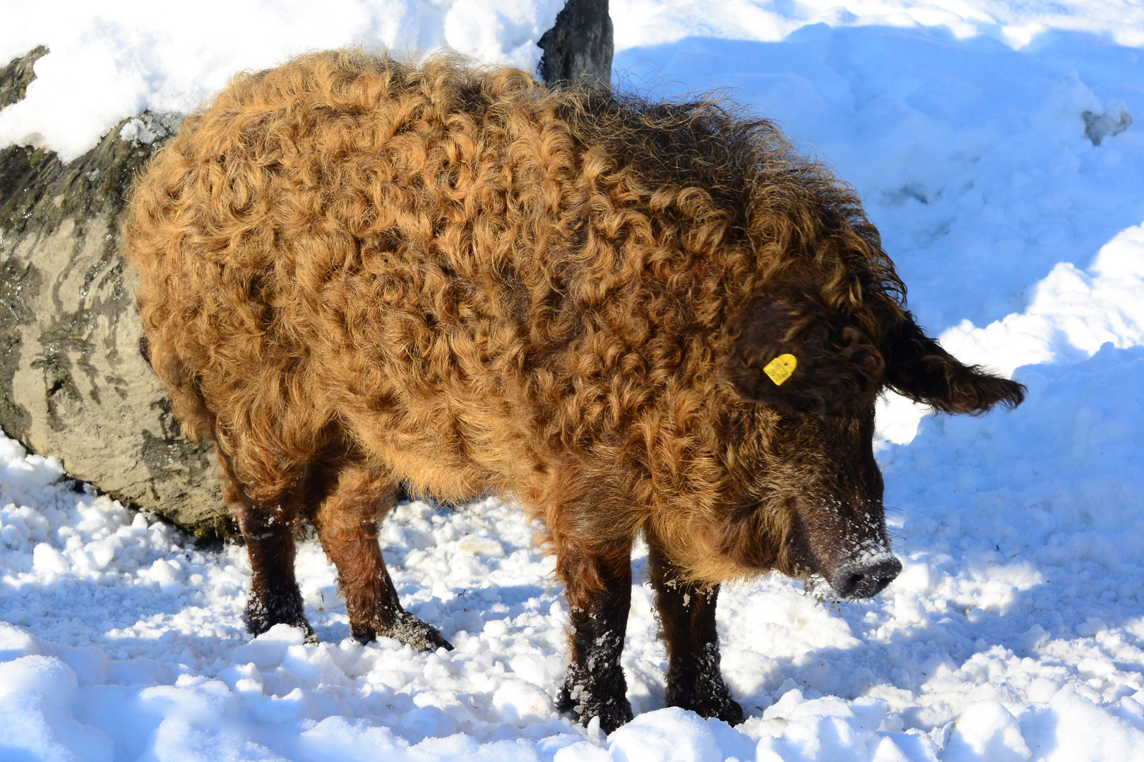 Wollschwein im Schnee