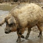 Wollschwein ( Mangalica )