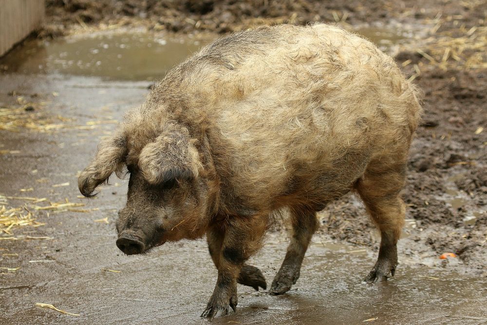 Wollschwein ( Mangalica )